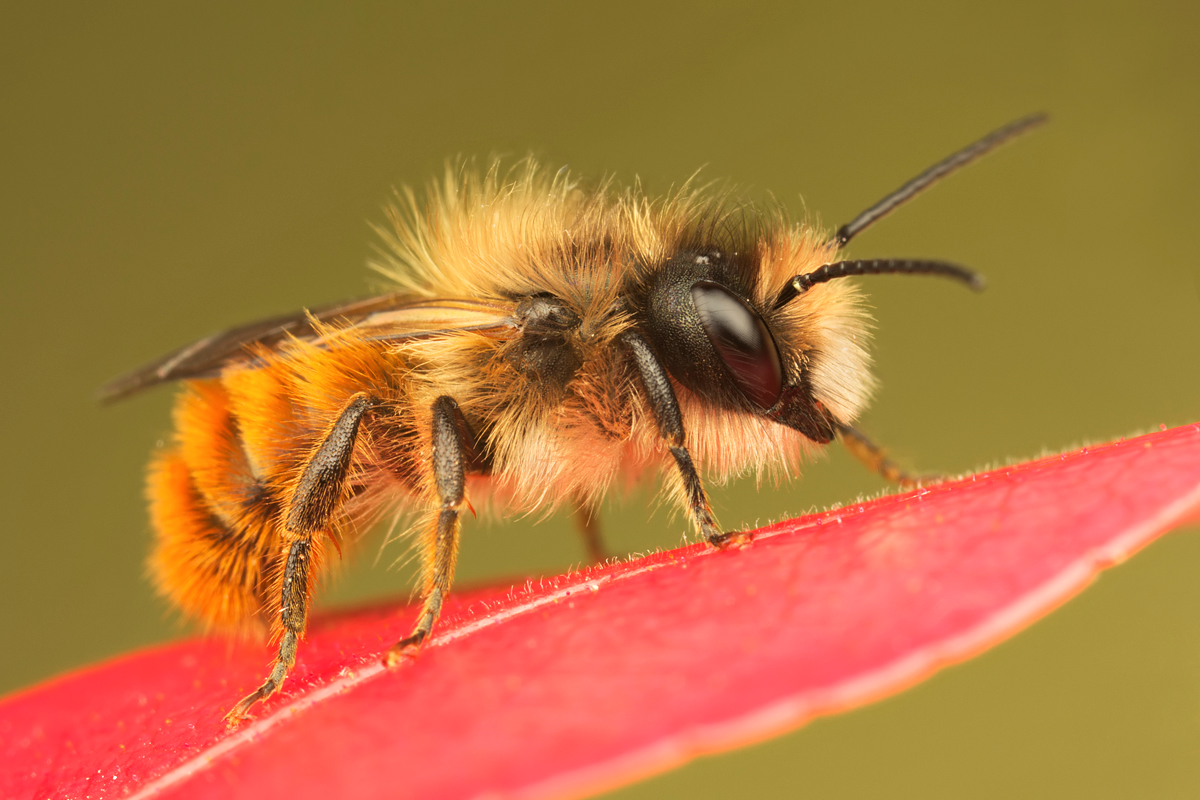 Red Mason Bee 1